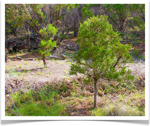 Austin Tree Service